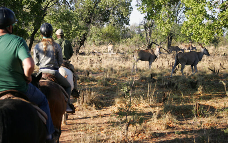 Kwafubesi Tented Camp horseback safari with eland