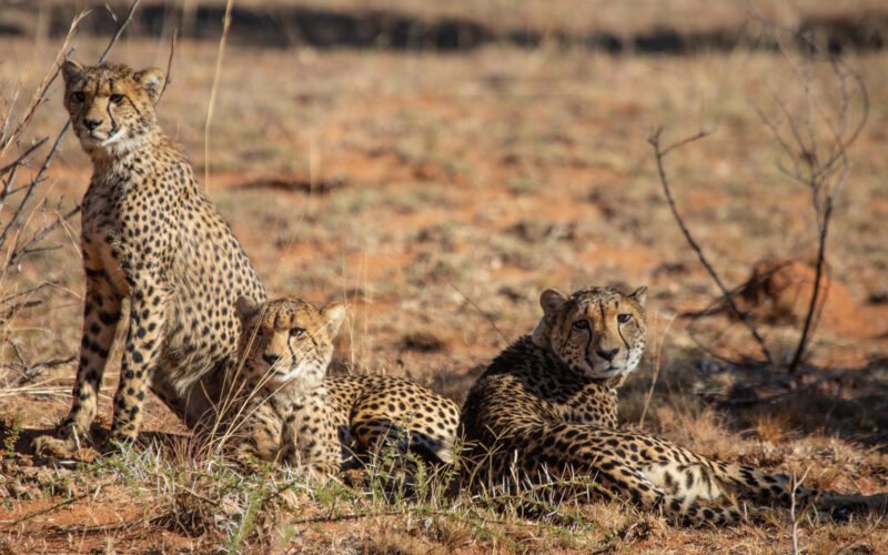 Kwafubesi Tented Safari cheetah family