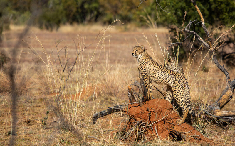 Kwafubesi Tented Camp cheetah on termite mound