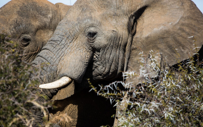 Kwafubesi Tented Safari elephant