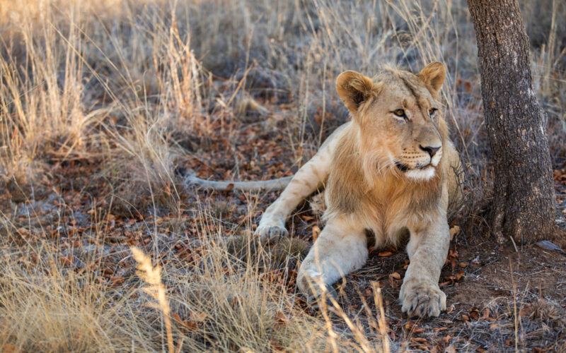 Kwafubesi Tented Safari lion