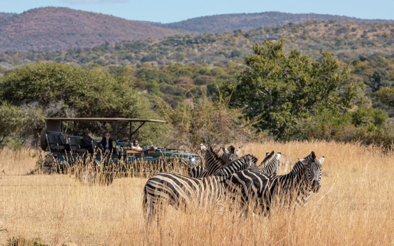 Kwafubesi Tented Camp zebra and safari vehicle