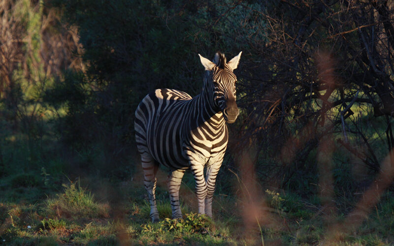 kwafubesi-wildlife-zebra