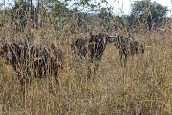 Mabula-News-May-31