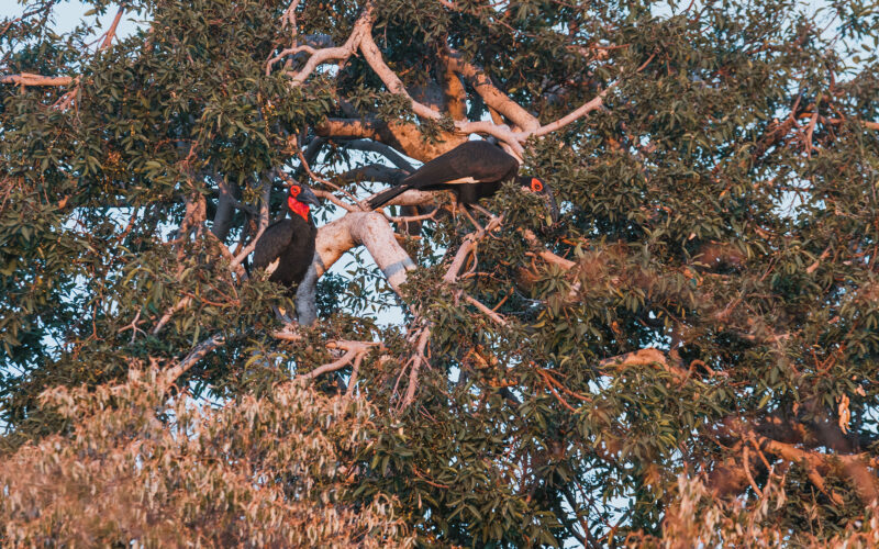 kwafubesi-safari-ground-hornbill