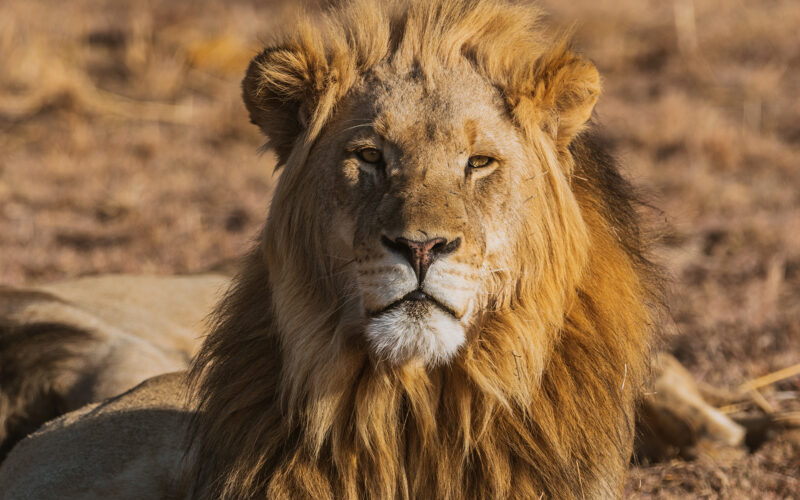 kwafubesi-safari-male-lion