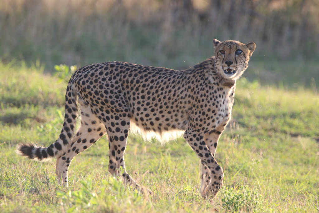 Kwafubesi Guide News December 2024-07