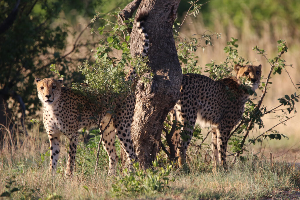 Kwafubesi Guide News December 2024-09