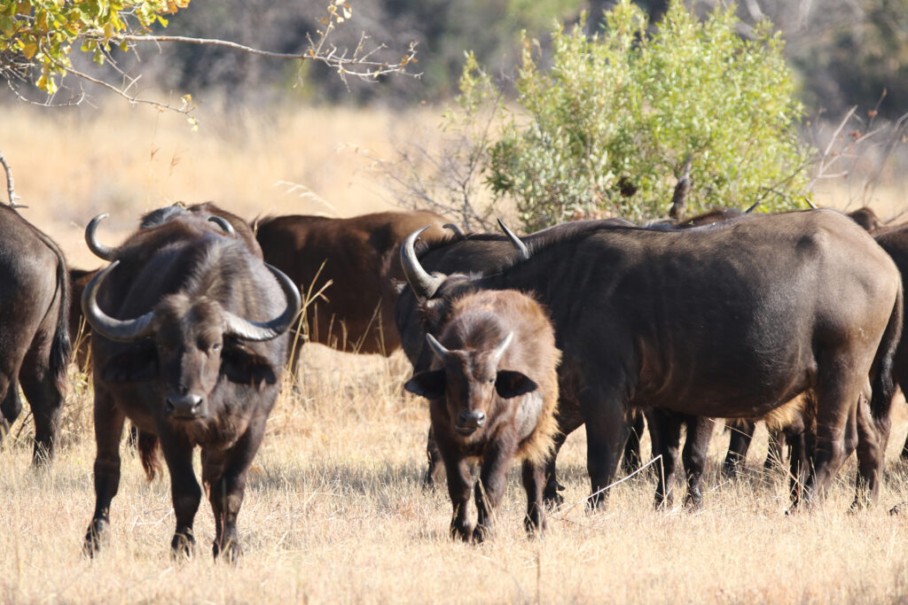 Kwafubesi Guide News December 2024-30