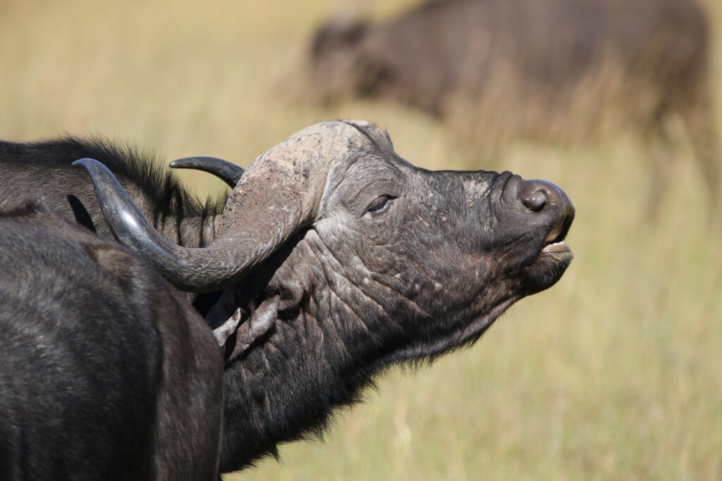 Kwafubesi Guide News December 2024-33