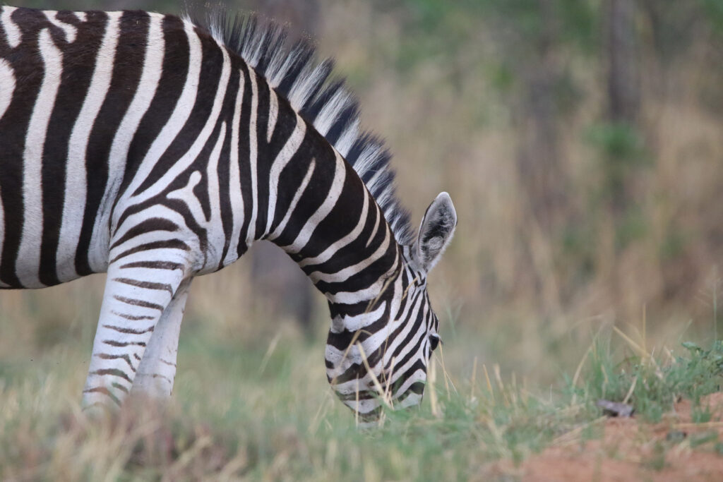 Kwafubesi Guide News December 2024-43
