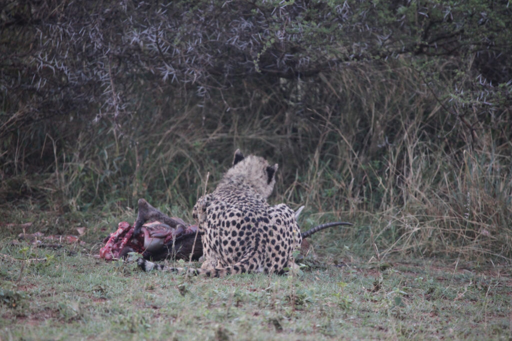 Kwafubesi Tented Safari Camp-News-November-2025-01