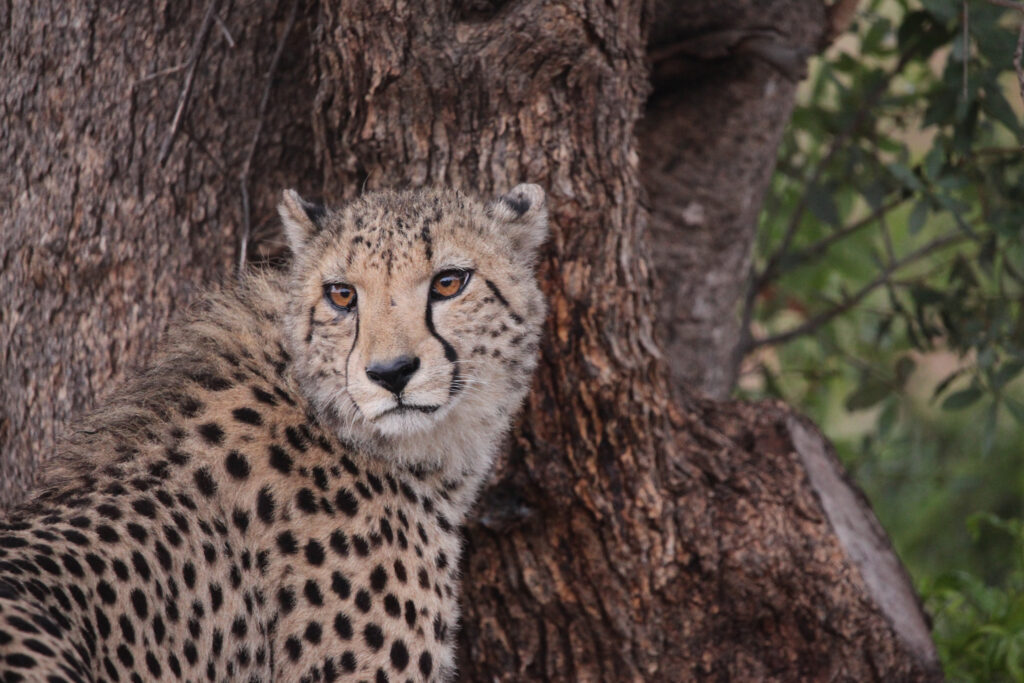 Kwafubesi Tented Safari Camp-News-November-2025-03