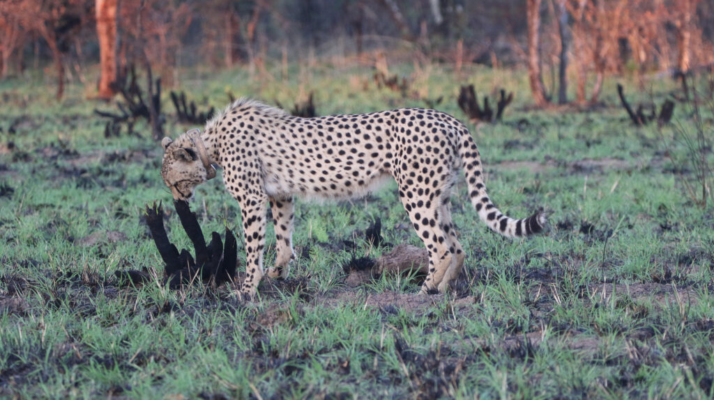 Kwafubesi Tented Safari Camp-News-November-2025-04