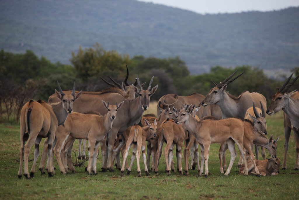 Kwafubesi Tented Safari Camp-News-November-2025-07