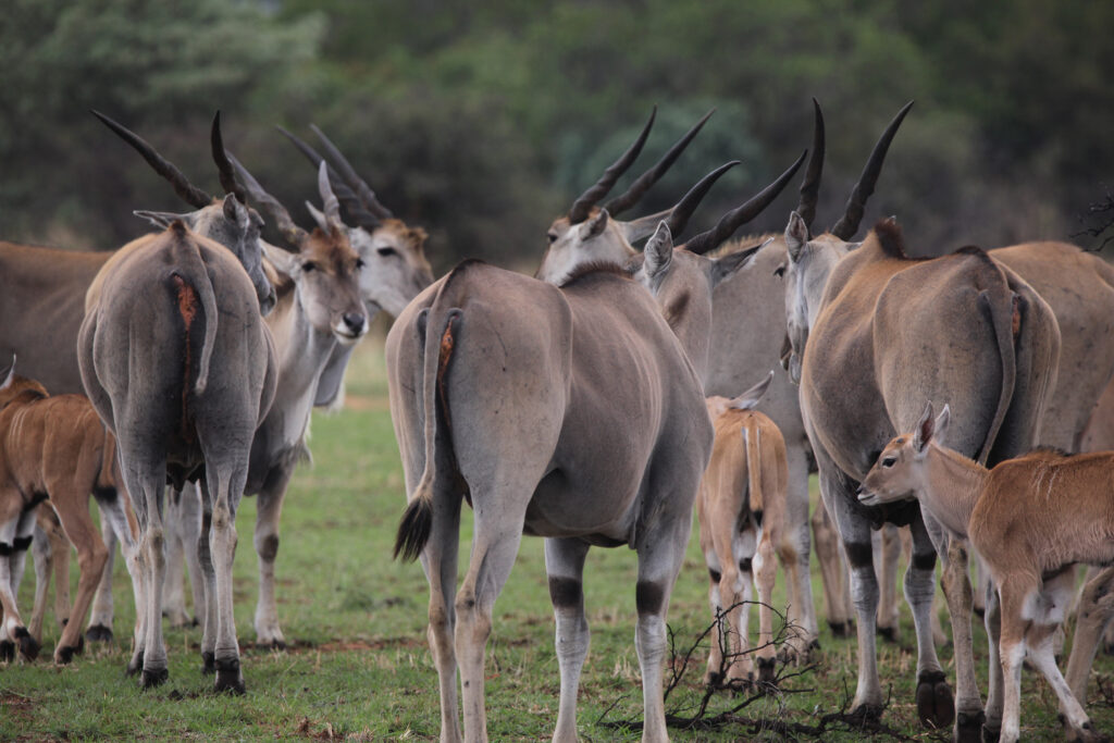 Kwafubesi Tented Safari Camp-News-November-2025-09