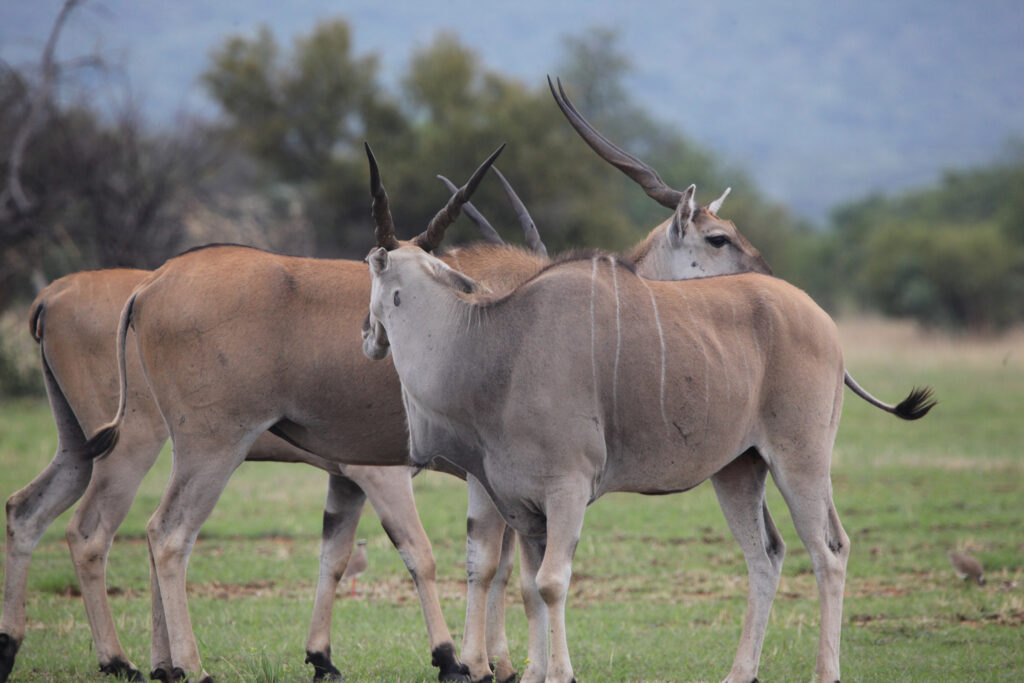 Kwafubesi Tented Safari Camp-News-November-2025-10