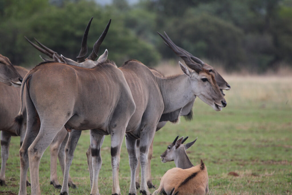 Kwafubesi Tented Safari Camp-News-November-2025-11