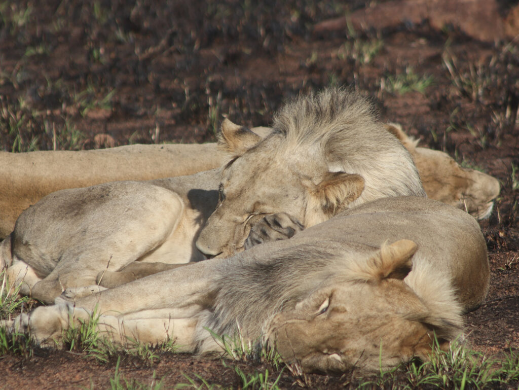 Kwafubesi Tented Safari Camp-News-November-2025-13