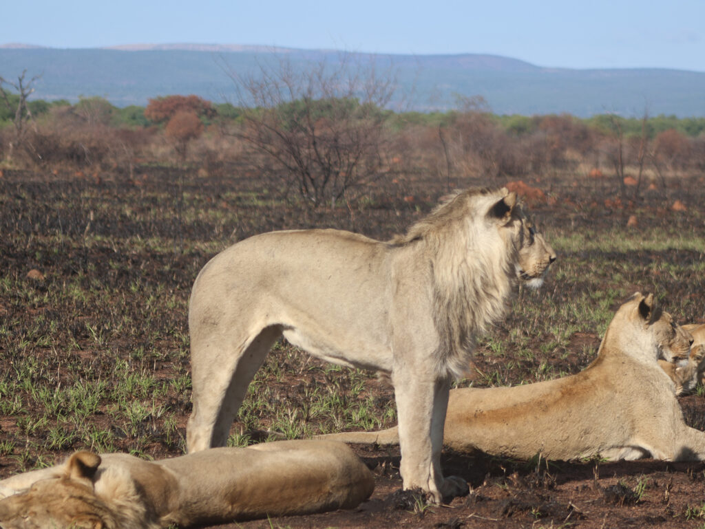 Kwafubesi Tented Safari Camp-News-November-2025-14