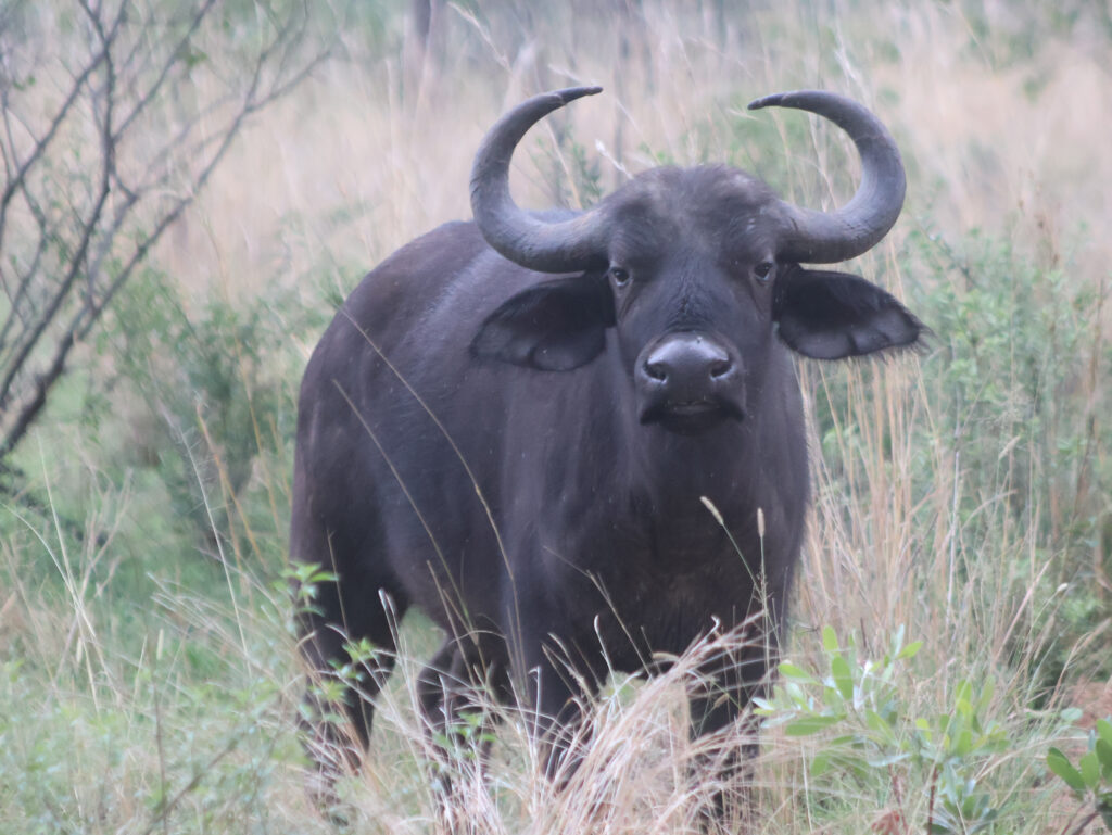 Kwafubesi Tented Safari Camp-News-November-2025-15