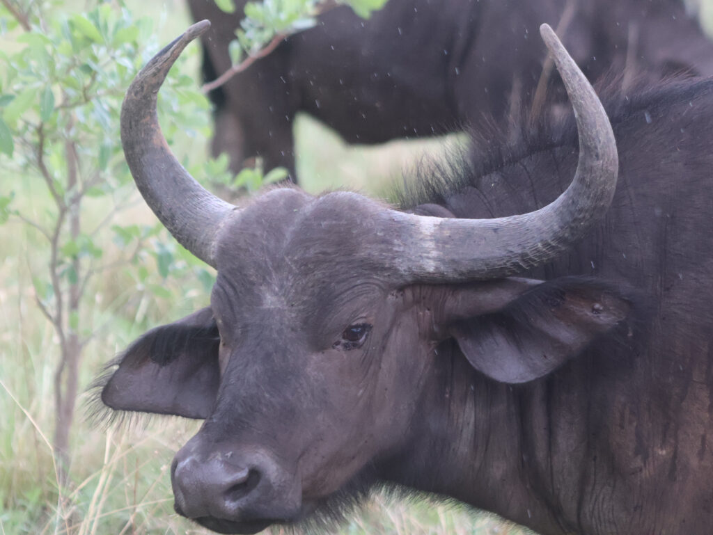 Kwafubesi Tented Safari Camp-News-November-2025-17