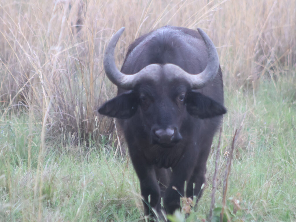 Kwafubesi Tented Safari Camp-News-November-2025-18