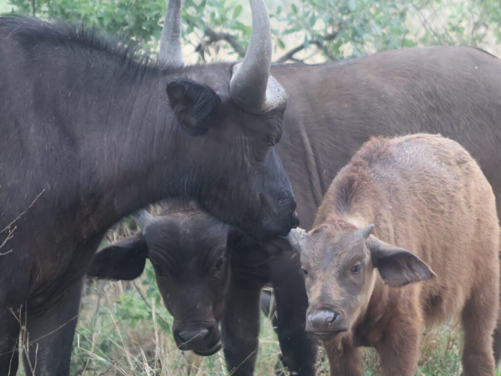 Kwafubesi Tented Safari Camp-News-November-2025-20