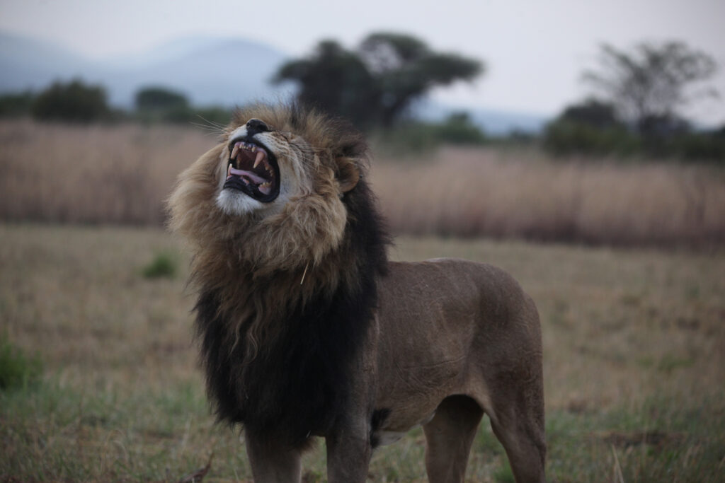 Kwafubesi Tented Safari Camp-News-November-2025-22