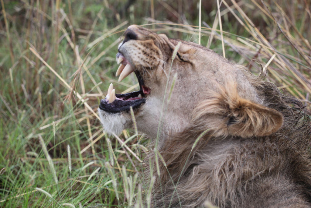 Kwafubesi Tented Safari Camp-News-November-2025-27