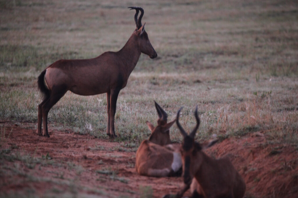 Kwafubesi Tented Safari Camp-News-November-2025-28