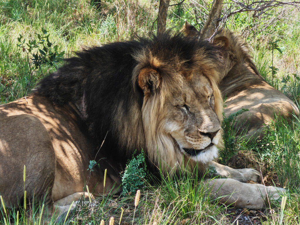 Kwafubesi Tented Safari Camp-News-November-2025-30