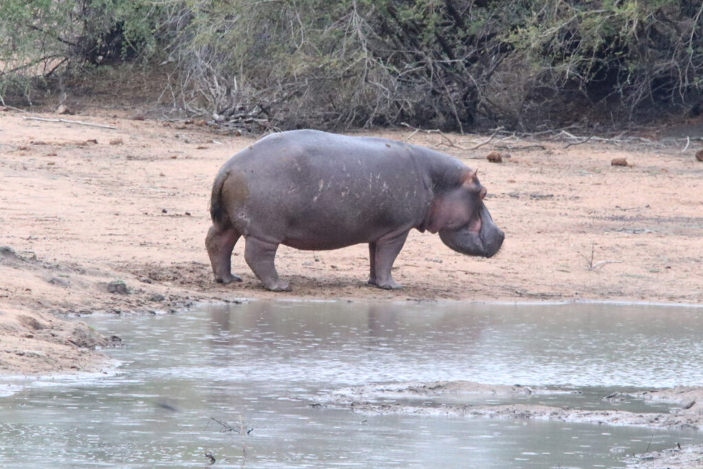 Kwafubesi Tented Safari Camp-News-November-2025-36
