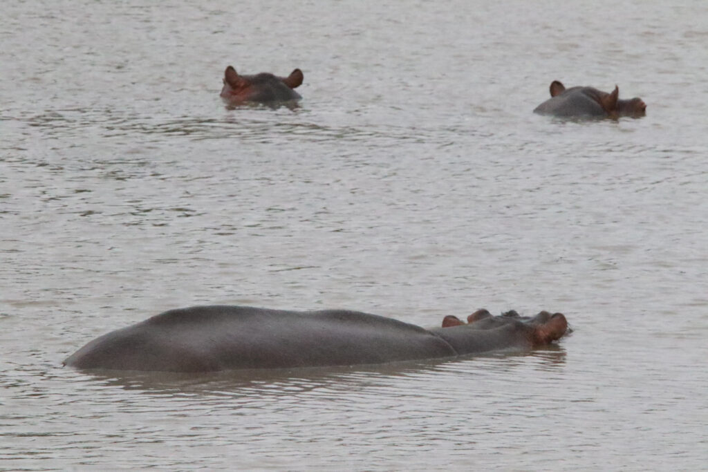 Kwafubesi Tented Safari Camp-News-November-2025-37