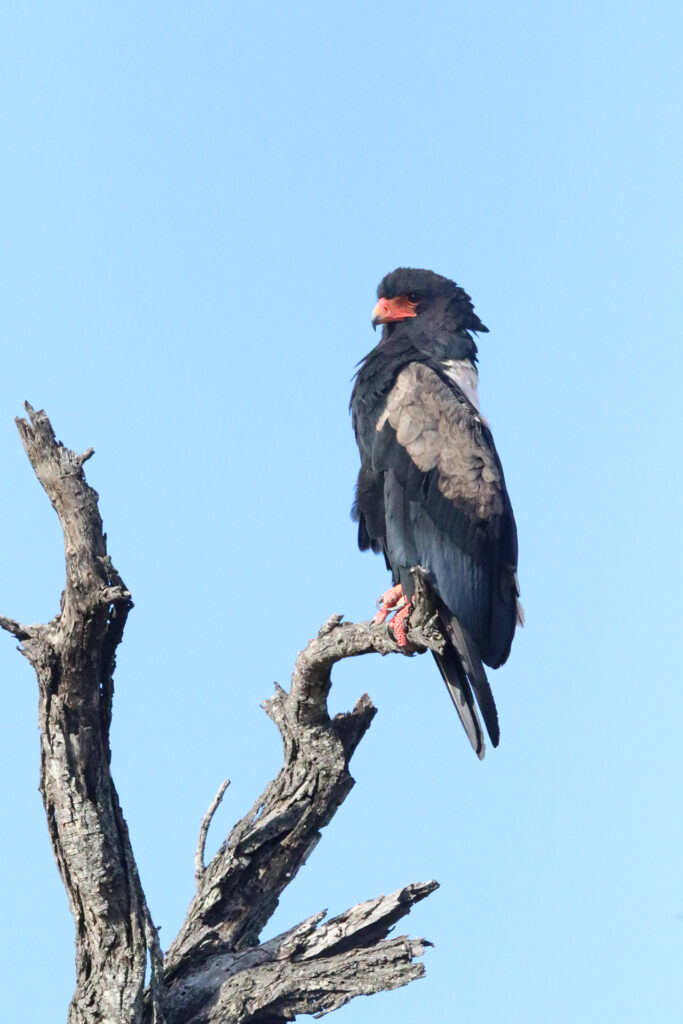 Kwafubesi Tented Safari Camp-News-November-2025-40