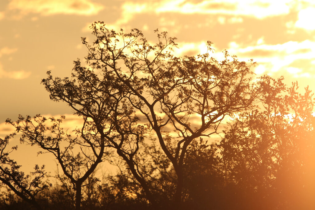 Kwafubesi Tented Safari Camp-News-November-2025-43