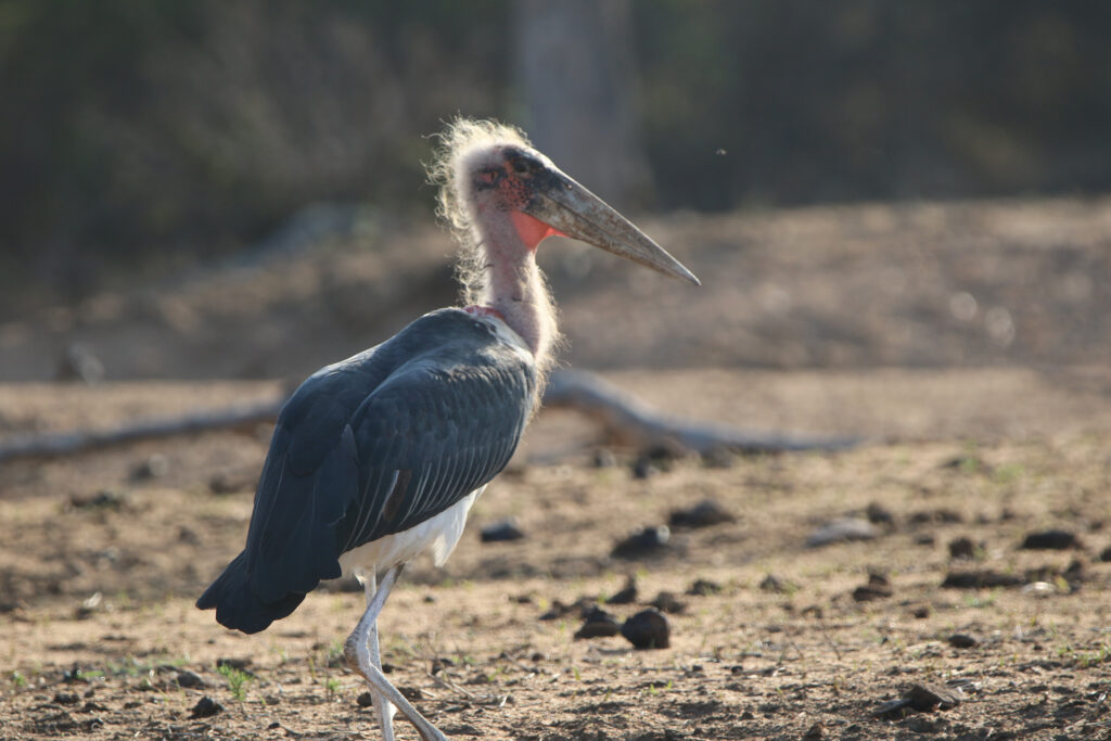 Kwafubesi Tented Safari Camp-News-November-2025-44