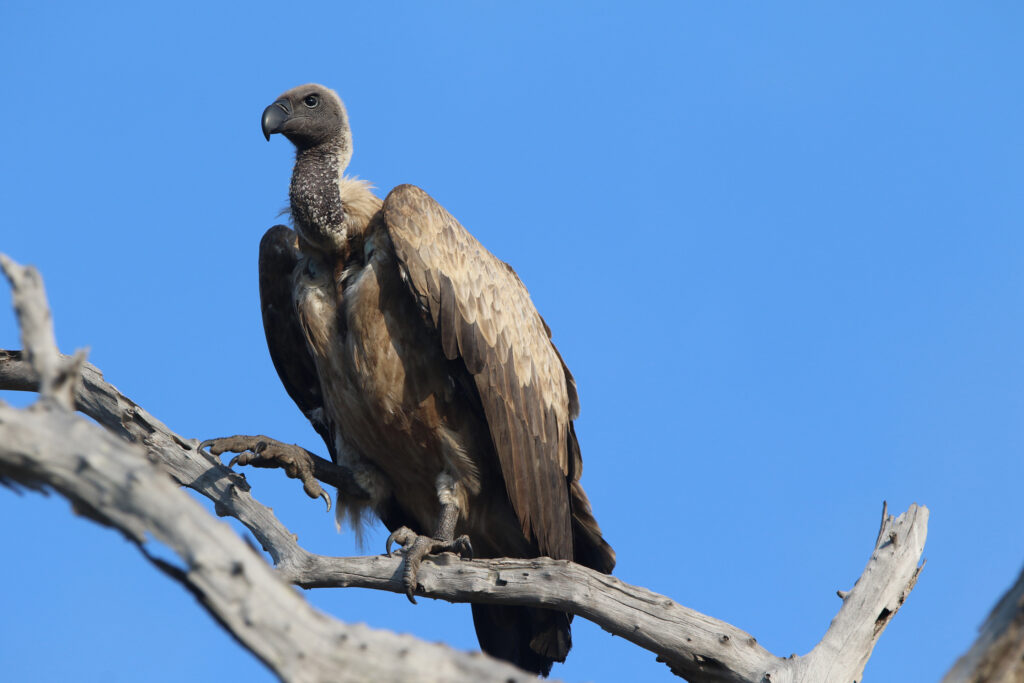 Kwafubesi Tented Safari Camp-News-November-2025-48