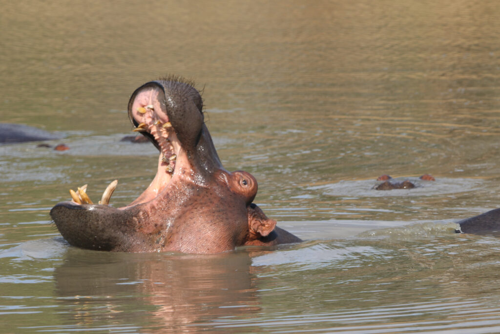 Kwafubesi Tented Safari Camp-News-November-2025-51