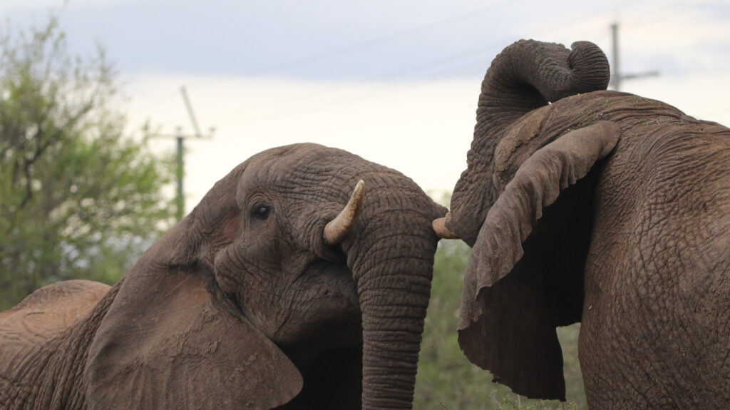 Kwafubesi Tented Safari Camp-News-November-2025-56