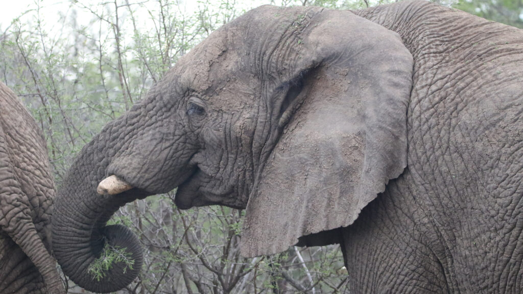 Kwafubesi Tented Safari Camp-News-November-2025-57