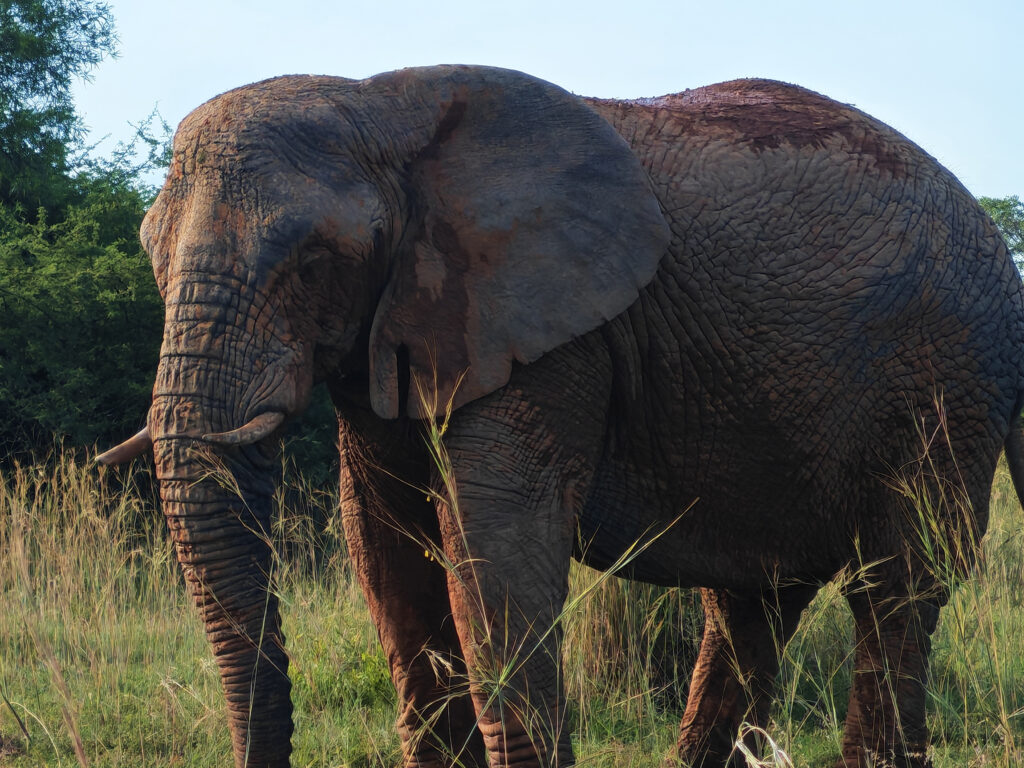 Kwafubesi Guide News Jan 2026 03