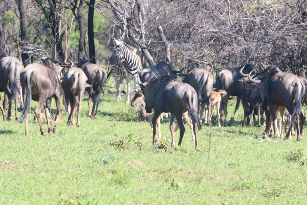 Kwafubesi Guide News Jan 2026 09