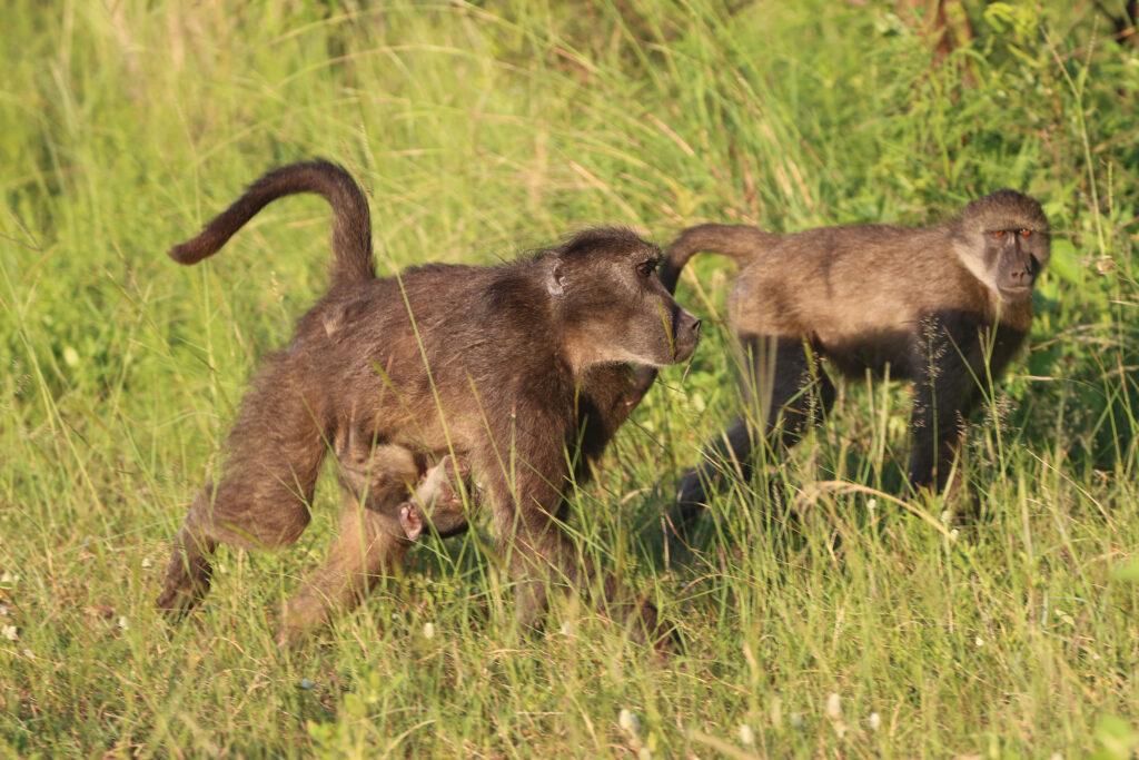Kwafubesi Guide News Jan 2026 16
