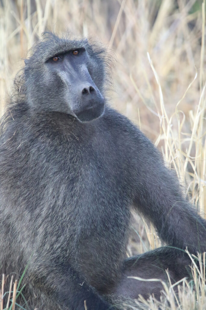 Kwafubesi Guide News Jan 2026 17