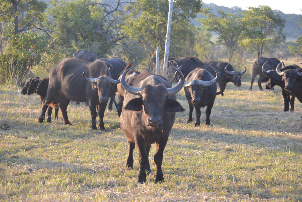 Kwafubesi-News-Mailer-Feb-09