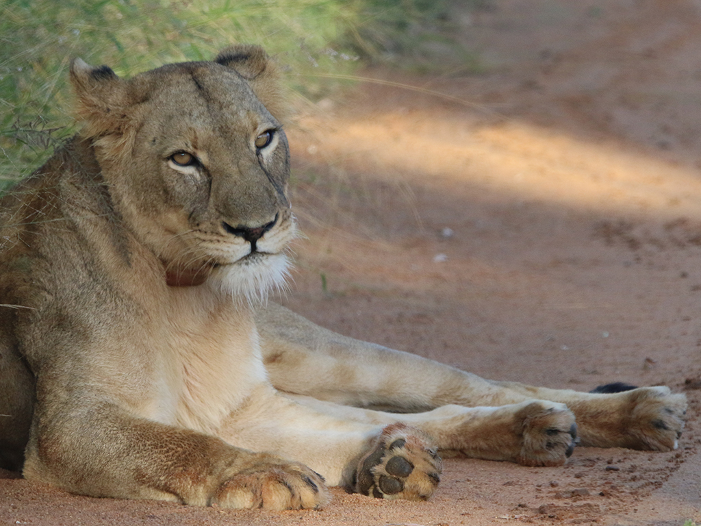 Kwafubesi Guide News March 52 Kwafubesi Guide News March 52