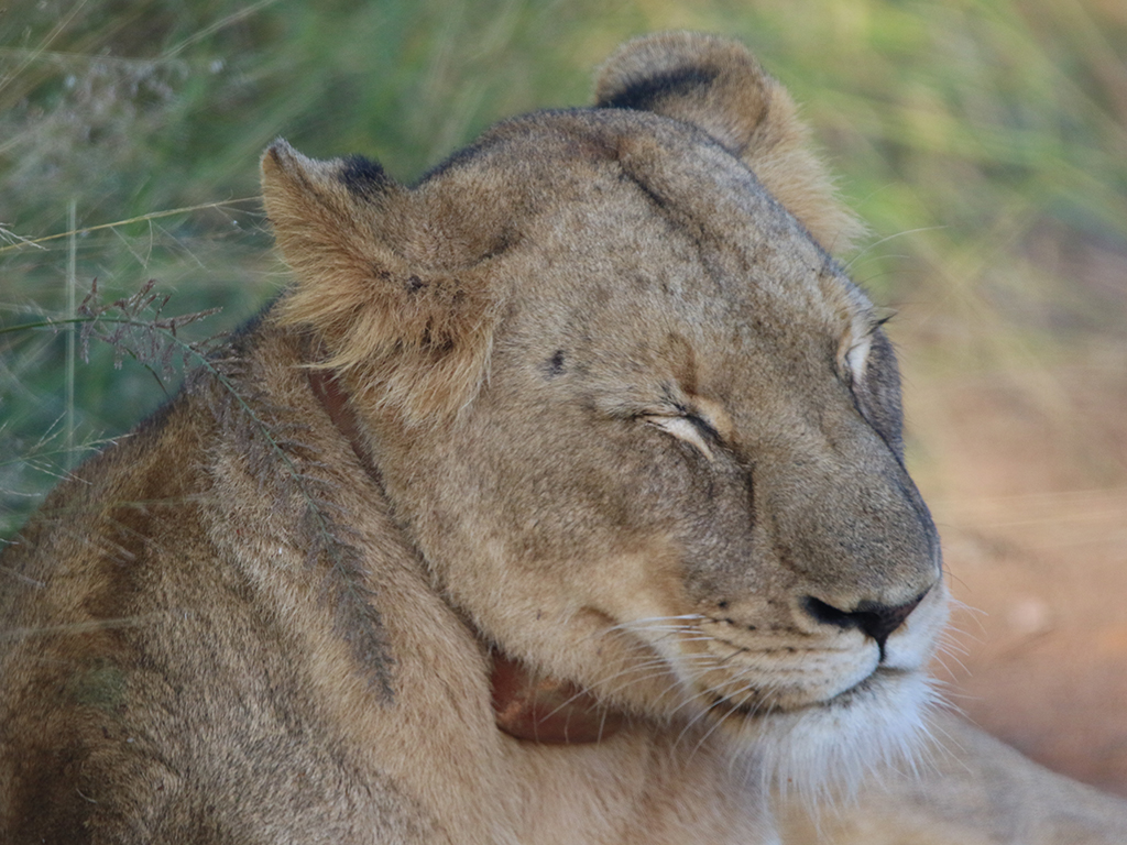 Kwafubesi Guide News March 53 Kwafubesi Guide News March 53