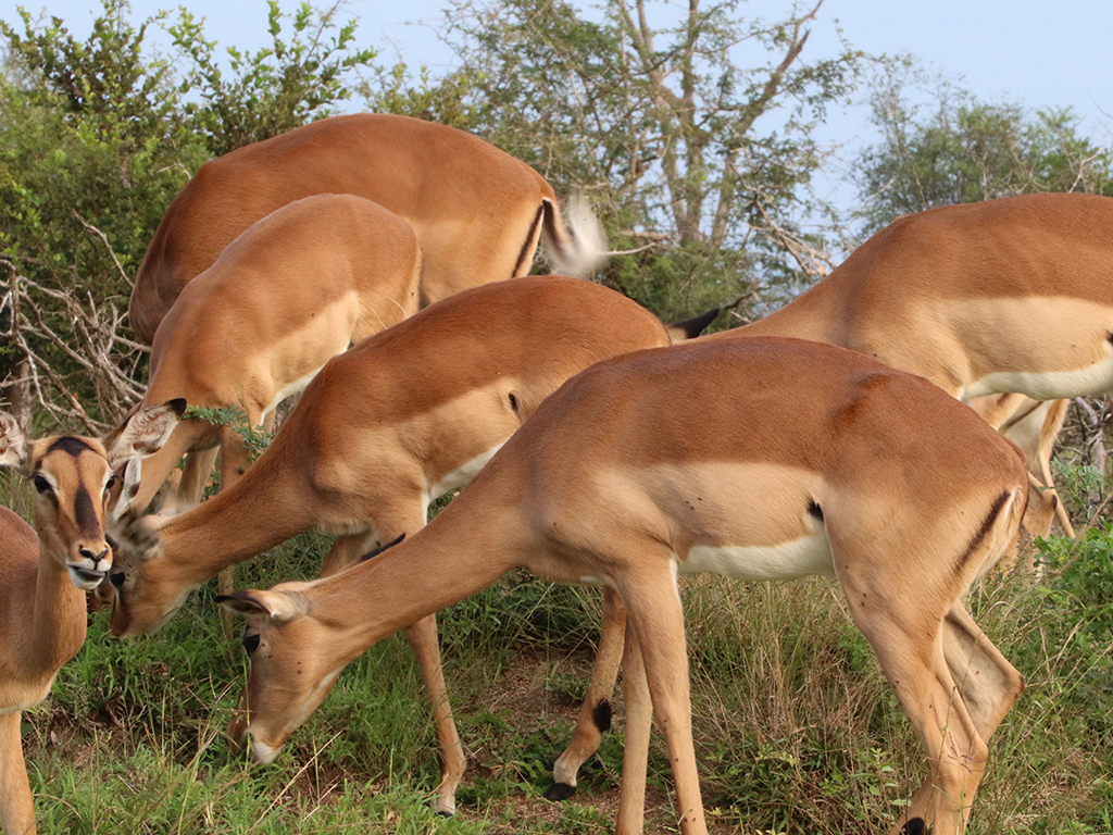 Kwafubesi Guide News March 56 Kwafubesi Guide News March 56