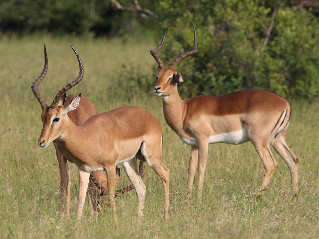 Kwafubesi Guide News March 61 Kwafubesi Guide News March 61